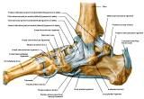 Anatomie: heup,bovenbeen,knie,onderbeen,enkel,voet,acetabulum,collum femoris,trachanter,femur,epicondyl,meniscus,kruisband,cruciate ligament,patella,knieschijf,tibia,fibula,malleolus,talus,calcaneus,tarsus,metatarsus,phalanx,falanx,quadriceps femoris,rectus femoris,sartorius,tensor fasciae latae,tractus iliotibialis,biceps femoris,gastrocnemius,semimembranosus,semitendinosus,soleus,suralis,vena saphena parva,vena saphena magna,sciatic,ischiadicus,peronea